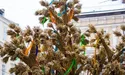Святковий дідух: покрокове виготовлення