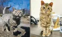 Кіт Фенікс ніби воскрес із вогню й попелу...