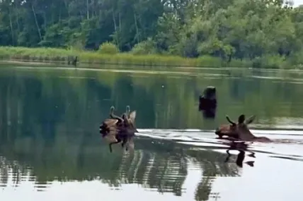 Незграбні на вигляд лосі плавають дуже граціозно…