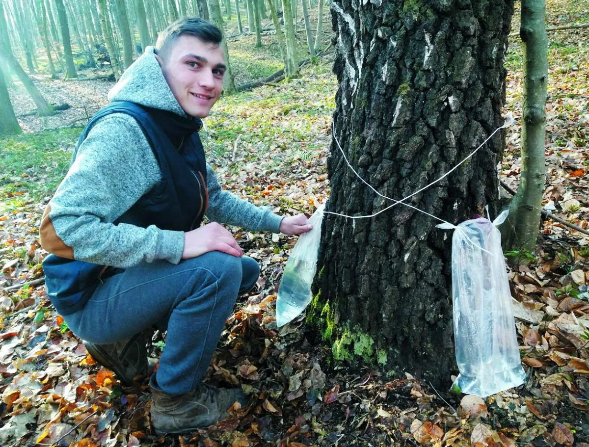 За ніч ця береза дала понад п’ять літрів соку. Фото автора