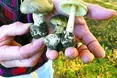Стартує сезон грибів… І отруєнь ними
