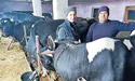 Подружжя Войтовичів доглядає понад три десятки корів