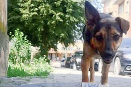 Освіжився сам&nbsp;&mdash; допоможи тваринам!