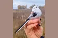 Гарно, коли синиця у жмені