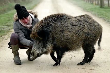 Власниця дикого кабана виграла суд у&hellip; мерії