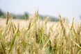 Під час продажу пшениці Україну грабують двічі: розслідування