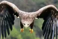 Крилатий символ Америки зимує на Тернопільщині