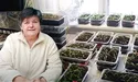 Огірки вирощує з розсади