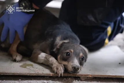 Фото: ДСНС Полтавщини