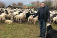 На хуторі вирощує племінних овець