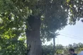 У Київській області провели інвентаризацію старовікових дубів