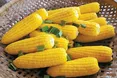 Кукурудза— золоте зерно здоров’я