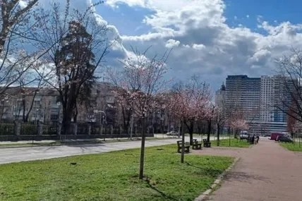 Фото: КП «Київзеленбуд»