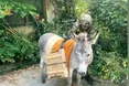 Віслюк Хаймерс щодня носив на передову по кілька ящиків боєприпасів