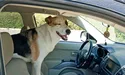 У водія автобуса і собака — автомобілістка!