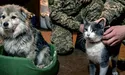 Голодному собаці - ковбаса з фронтового… неба