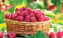 Малина: і літній десерт, і цілющі ліки