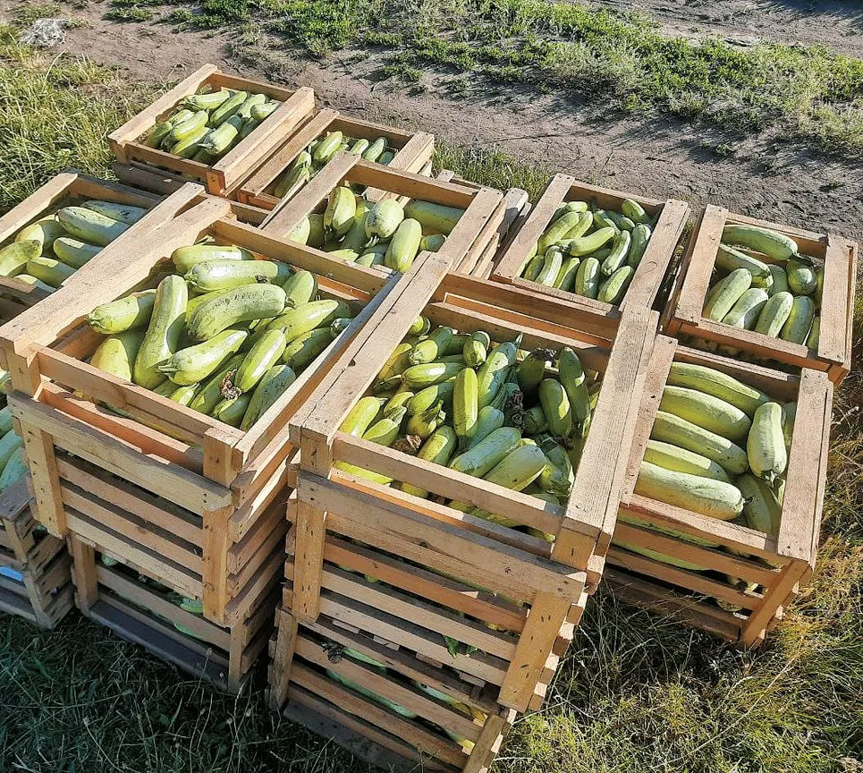 Вирощені овочі волонтери відправляють на фронт.