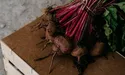 Овоч із лікувальними властивостями, багатий на вітаміни та мікроелементи