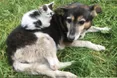 Ще б так усі жили, як ці собака з котиком…