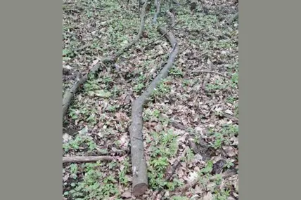 На Тернопільщині конфіскували стовбур дерева — і виставили на аукціон. Фото: ДП «СЕТАМ»