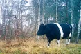 Чорнобильським коровам пастуха не треба