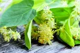 Цілюща липа. Рецепти від "Високого Замку"