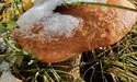У Карпатах уже сніг. І трохи підморожені гриби…