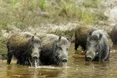 Кабани шукали корму і налякали любительку грибів