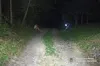 На Львівщині затримали водія, який на смерть збив пішохода та втік з місця ДТП