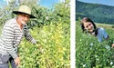 Вирощують культури предків