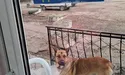 Швидка допомога для приблудних собак