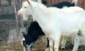 Домашні кози… привіталися по-християнськи