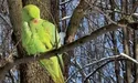 «Лондонські» папуги живуть і у Чернівцях