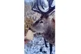 Олень Борька прийшов до людей по кукурудзу