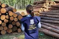 Знищив понад дві тисячі дерев під прикриттям пасовища: на Сумщині бізнесмена підозрюють у завданні збитків на 36 мільйонів