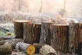 З філії ДП «Ліси України» стягнули понад 200 тисяч гривень збитків на користь сільради на Львівщині