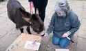 Малюнки від ослів — ого-го, іга-га!