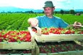 На польські «трускавки» бракує українських рук