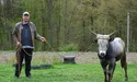 Із молока буйволиць робитиме моцарелу