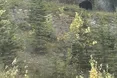 У селі неподалік Львова помітили ведмедя