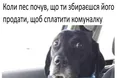 В мережі множаться фотожаби з приводу заклику нардепа-"слуги" Брагара продавати улюбленців, щоб сплатити комуналку