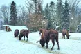 Зубри повернулись в українські ліси