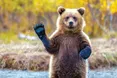 Ведмеді люблять не лише мед, а й дармові пляцки