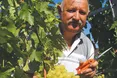 Вирощує на чотирьох сотках 100 сортів винограду