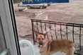 Швидка допомога для приблудних собак