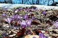 Гори застелені фіолетовими килимами крокусів
