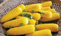 Кукурудза— золоте зерно здоров’я