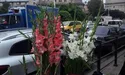 Гладіолуси, заввишки 1.80!