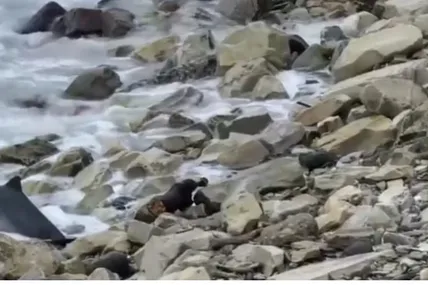 Скрін із відео